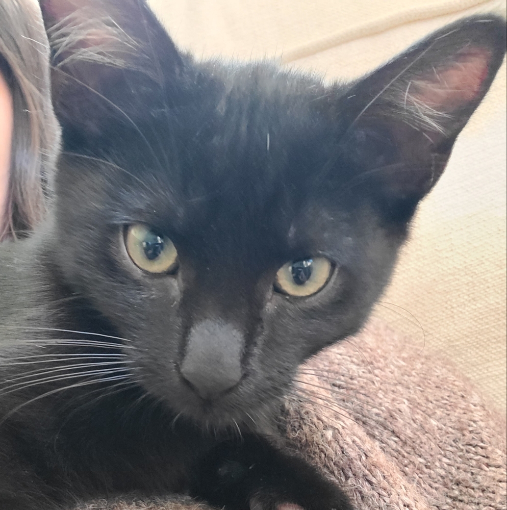 Meet your Posher, Tiffany